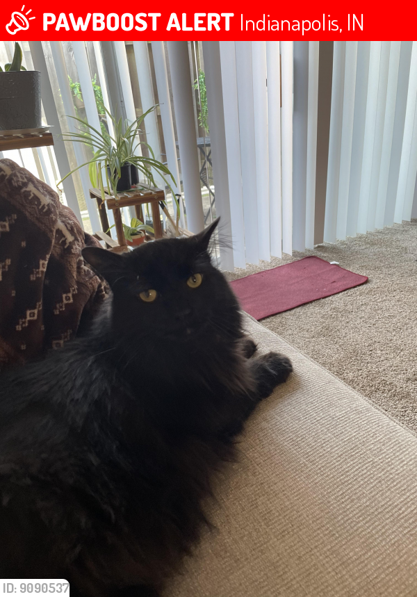 Lost Male Cat last seen Broad Ripple by Monon Place apts, Indianapolis, IN 46220