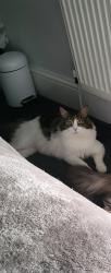 Lost Male Cat last seen Treorchy, Rhondda Cynon Taff, Wales CF42 6RL