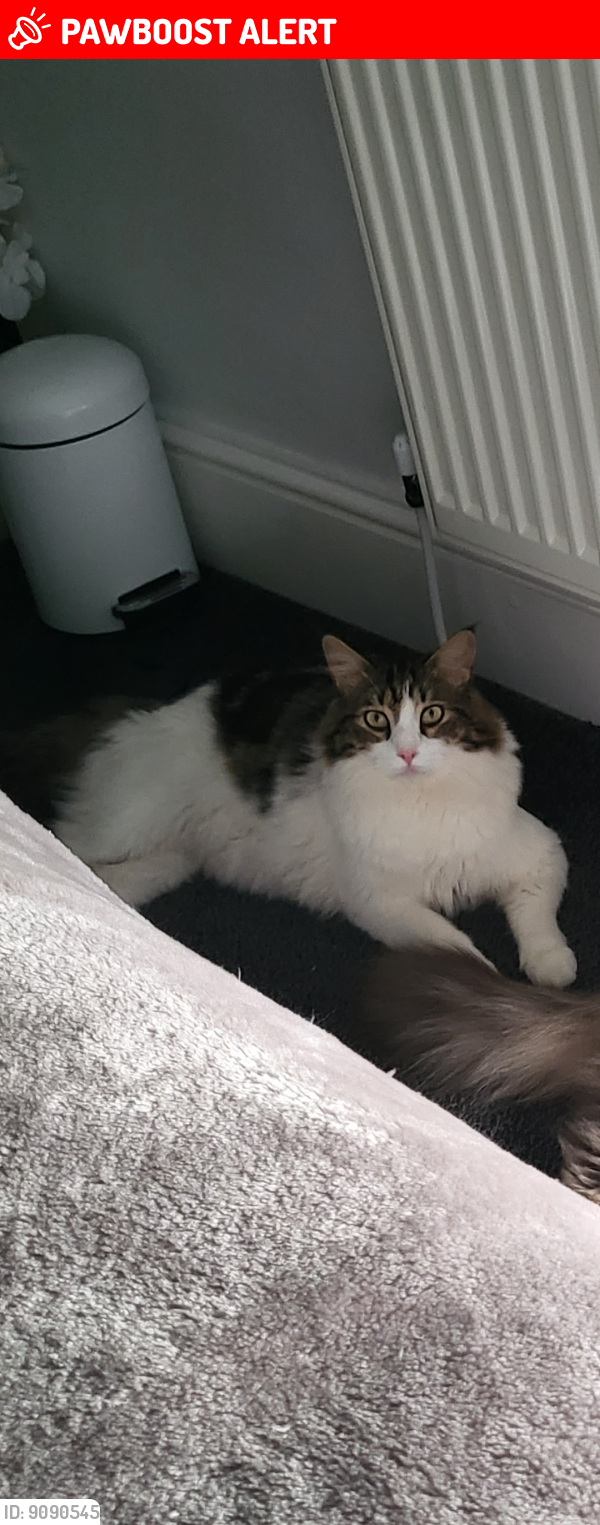 Lost Male Cat last seen Treorchy, Rhondda Cynon Taff, Wales CF42 6RL