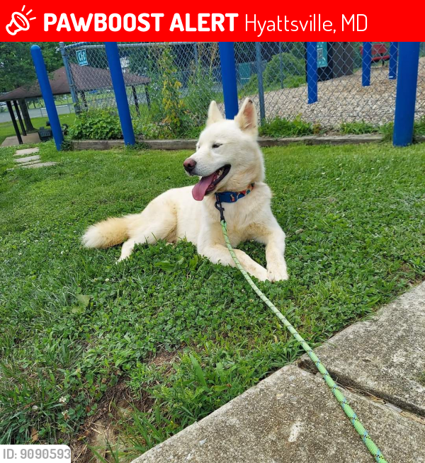 Lost Male Dog last seen Near 73rd Avenue hyattsville md 20784, Hyattsville, MD 20784