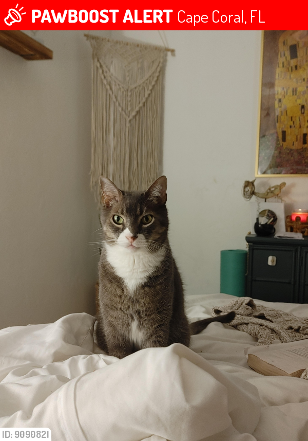 Lost Male Cat last seen Cape coral parkway and Palm Tree blvd, Cape Coral, FL 33904