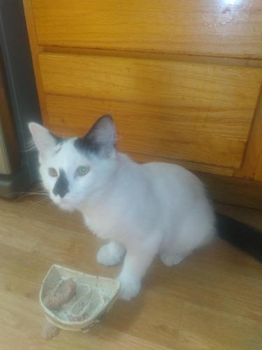 Found/Stray Male Cat last seen n newton and n 14th ave, Minneapolis, MN 55411