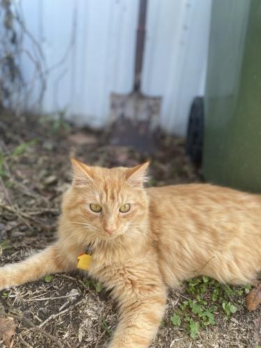 Lost Male Cat last seen Near Fite Rd, Pearland, TX 77584