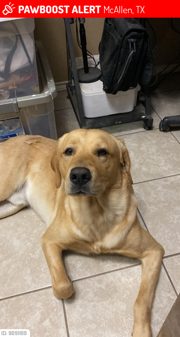 McAllen, TX Lost Male Dog, Tobey Is Missing PawBoost