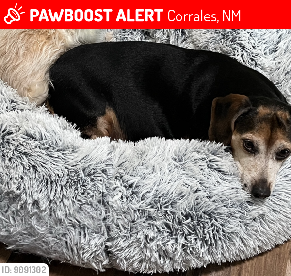 Lost Female Dog last seen Loma Larga and  Ashley Ln, Corrales, NM 87048