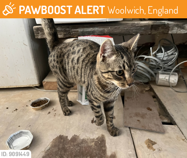 Found/Stray Unknown Cat last seen Crescent Road, Woolwich, London, Woolwich, England 