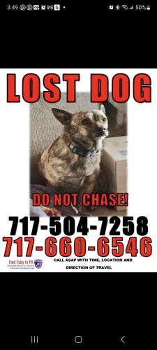 Lost Male Dog last seen HERSHEY RD SHIPPENSBURG, Southampton Township, PA 17257