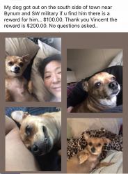 Lost Male Dog last seen Bynum and Sw military , San Antonio, TX 78211