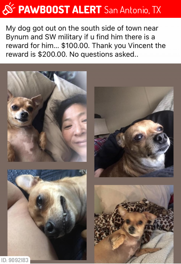 Lost Male Dog last seen Bynum and Sw military , San Antonio, TX 78211