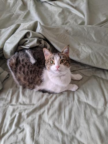 Lost Female Cat last seen Missing from apmts behind ElToro in Champaign across from Kaufman Lake., Champaign, IL 61821