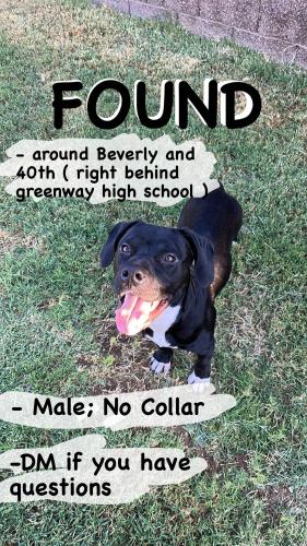 Found/Stray Male Dog last seen Greenway High School, Phoenix, AZ 85053