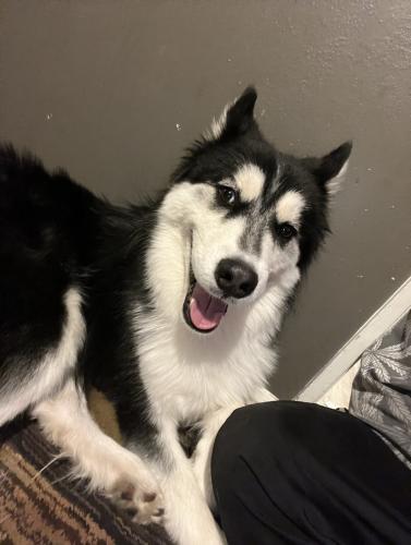 Lost Male Dog last seen Near Florence ave Colorado Springs co, Colorado Springs, CO 80905