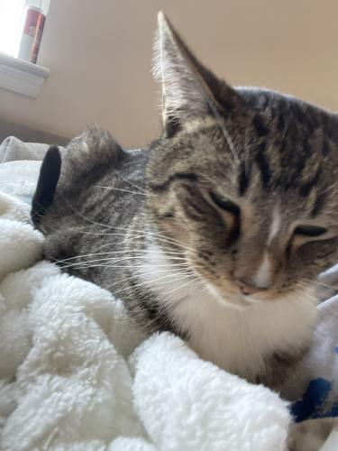 Lost Male Cat last seen Christophers Crossing, Frederick, MD 21702
