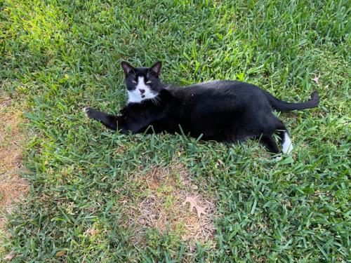 Lost Male Cat last seen Mt. Airy Drive and Ashton Hills Drive, Cypress TX, Cypress, TX 77429
