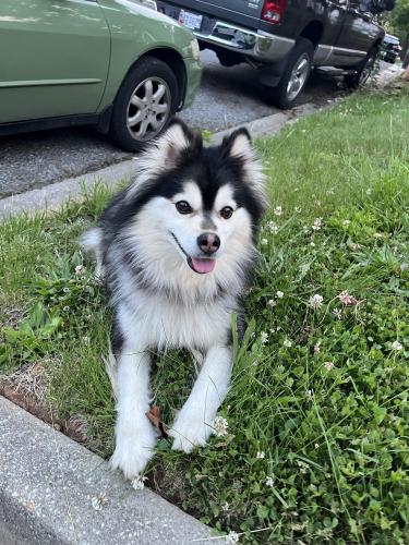 Found/Stray Unknown Dog last seen 56th avenue, 56th Pl, two blocks from La placita , Prince George's County, MD 20710