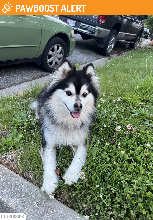 Found/Stray Unknown Dog last seen 56th avenue, 56th Pl, two blocks from La placita , Prince George's County, MD 20710