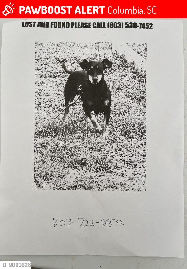 Lost Male Dog last seen Alpine rd, Columbia, SC 29211