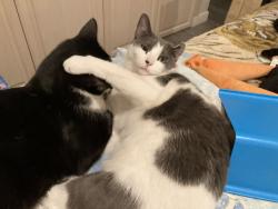Lost Female Cat last seen Sunview Drive, Glendale, CA 91208