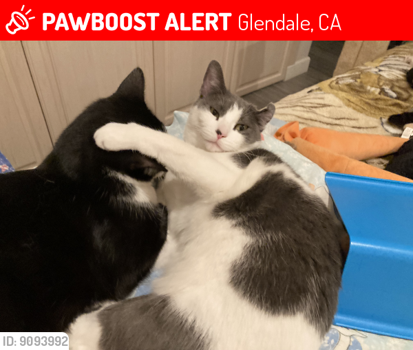 Lost Female Cat last seen Sunview Drive, Glendale, CA 91208