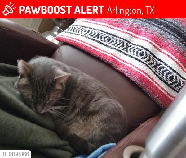 Lost Male Cat last seen Enchanted Bay Estates , Arlington, TX 76016