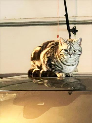 Lost Female Cat last seen Jackson and Brainard road in Orange Village, OH, Orange, OH 44022