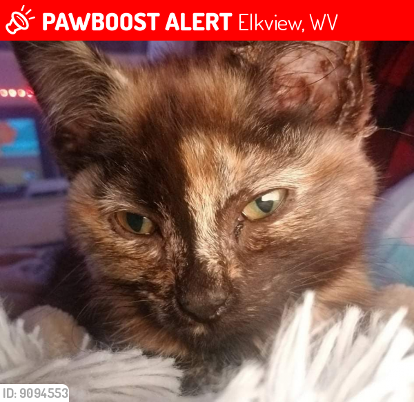 Lost Female Cat last seen Quick Road and Ivory Lane, Elkview, WV, Elkview, WV 25071