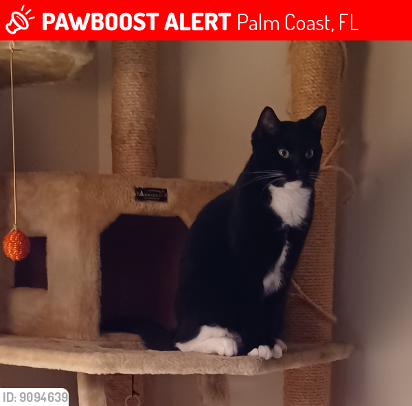 Lost Female Cat last seen Edgely Lane in Cypress Knoll Subdivision of Palm Coast, FL, Palm Coast, FL 32164