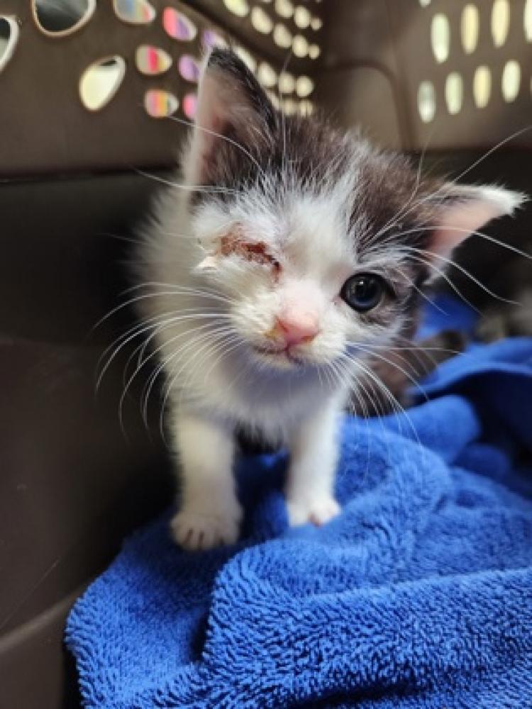 Shelter Stray Female Cat last seen Herndon, VA, 20170, Maleady Dr & Parcher Ave, Fairfax County, VA, Fairfax, VA 22032