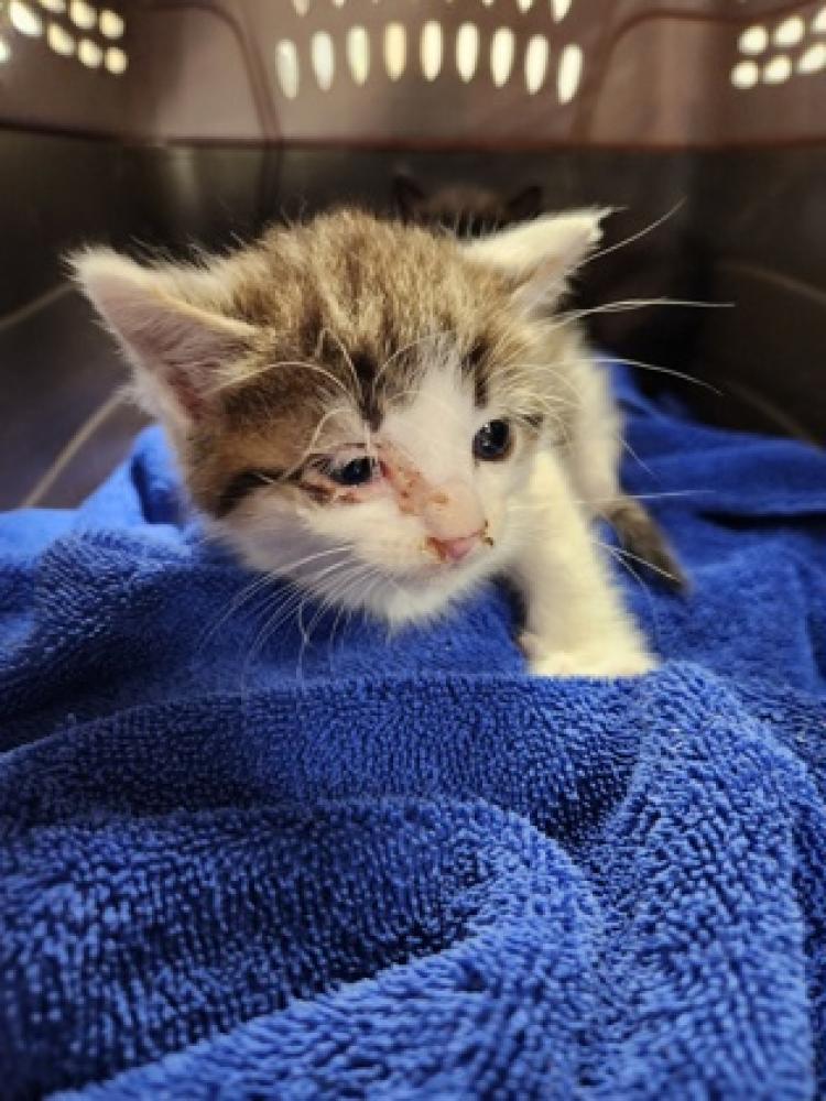 Shelter Stray Male Cat last seen Herndon, VA, 20170, Maleady Dr & Parcher Ave, Fairfax County, VA, Fairfax, VA 22032