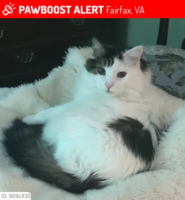 Lost Male Cat last seen TAYLOR DRIVE (off Route 236 Little River Turnpike) in Fairfax, Virginia, Fairfax, VA 22032
