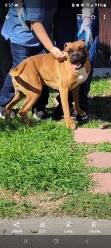 Lost Male Dog last seen Peach ave and Santa fe, Lynwood, CA 90262