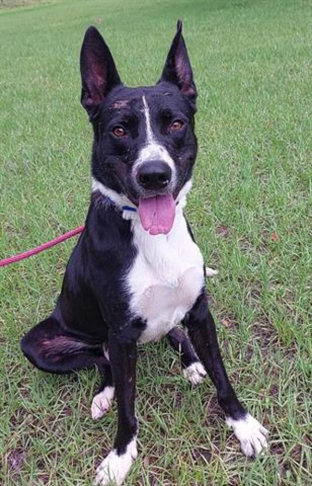 Shelter Stray Male Dog last seen NW 34TH ST AND 27TH, LAUDERHILL, FLORIDA, Davie, FL 33312