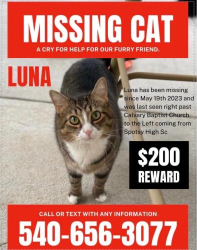 Lost Female Cat last seen cavalry baptist church, Spotsylvania Courthouse, VA 22551
