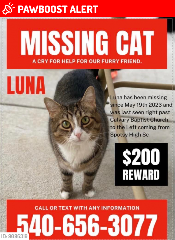 Lost Female Cat last seen cavalry baptist church, Spotsylvania Courthouse, VA 22551
