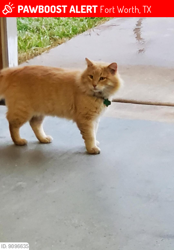 Lost Male Cat last seen Near DRIFTWOOD LANE, Fort Worth, TX 76140