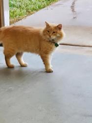 Lost Male Cat last seen Near DRIFTWOOD LANE, Fort Worth, TX 76140