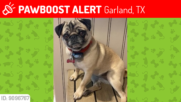 Lost Female Dog last seen Jamie & Cole Streets, Garland, TX, Garland, TX 75040