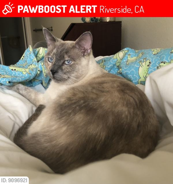 Riverside, CA Lost Female Cat, Melog Is Missing | PawBoost