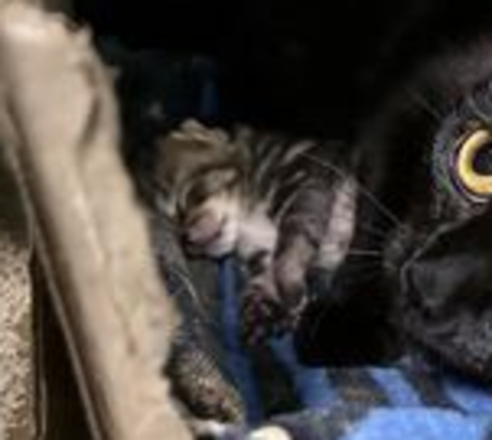 Shelter Stray Male Cat last seen on client's porch, BRONX, NY, 10463, New York, NY 10029