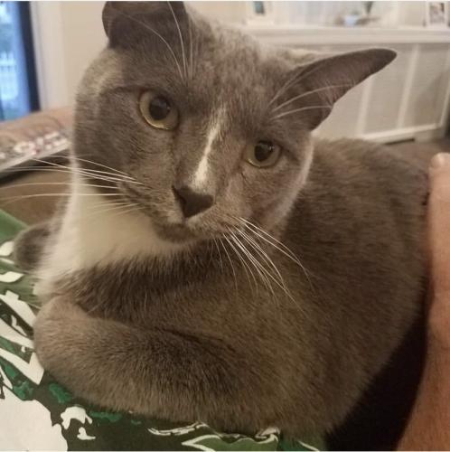 Lost Male Cat last seen County Line & Linwood Ave, Ardmore, PA 19003