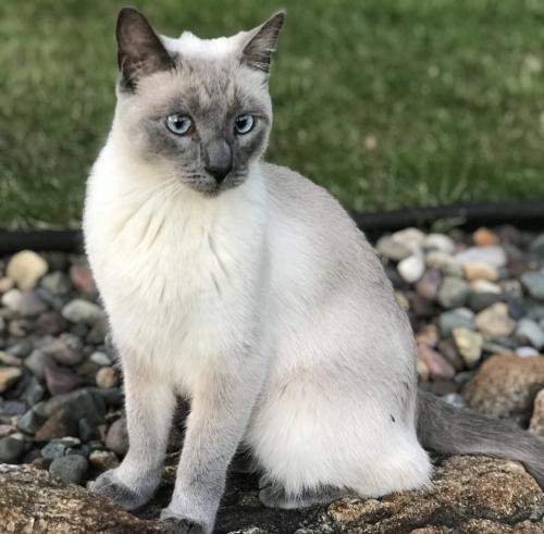 Lost Female Cat last seen Villas at Timber's Edge, Near old Hollydale Golf Course, Plymouth, MN 55446