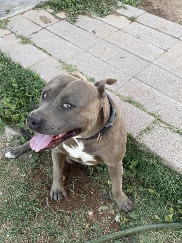 Lost Male Dog last seen 36st and Campbell , Tucson, AZ 85713
