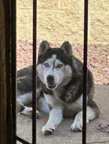 Lost Male Dog last seen Lorena St and Whittier Blvd, Los Angeles, CA 90023