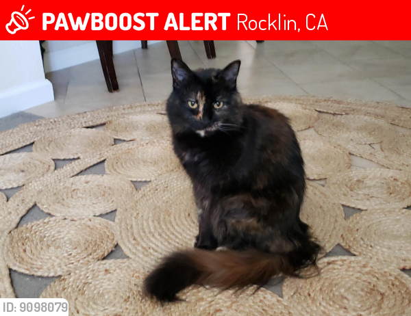 Lost Female Cat last seen Whitney and Topaz, Rocklin, CA 95677