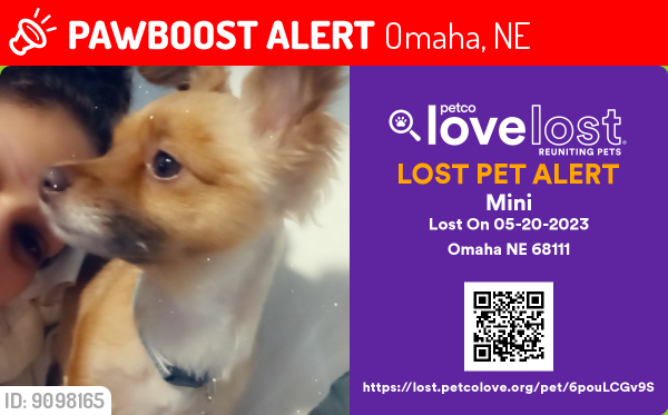 Lost Female Dog last seen Fontanelle Blvrd and 42 and spaulding st, Omaha, NE 68111