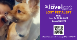 Lost Female Dog last seen Fontanelle Blvrd and 42 and spaulding st, Omaha, NE 68111