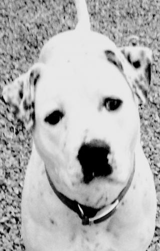 Lost Female Dog last seen Moapa, Moapa, NV 89025
