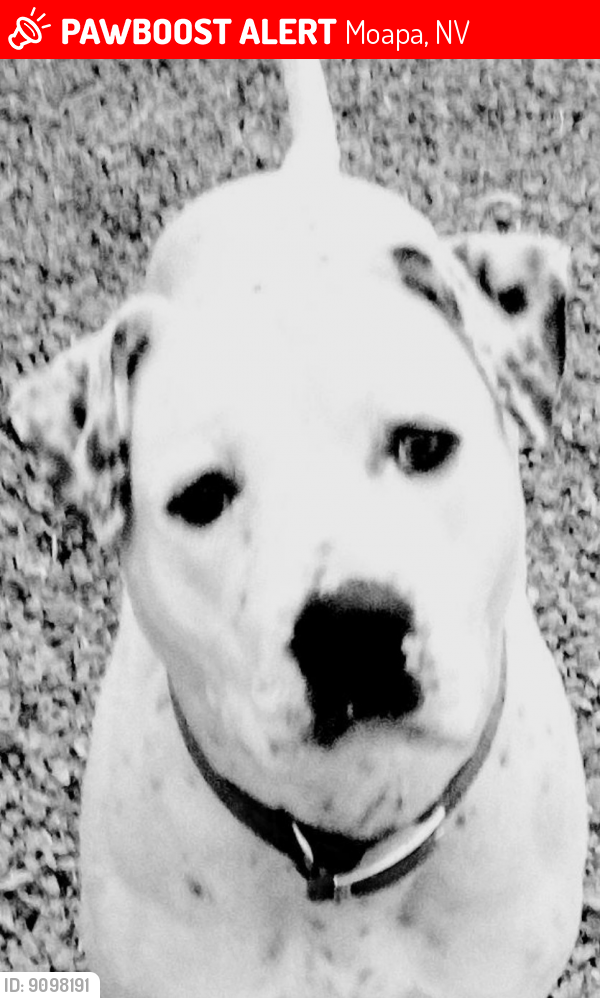 Lost Female Dog last seen Moapa, Moapa, NV 89025