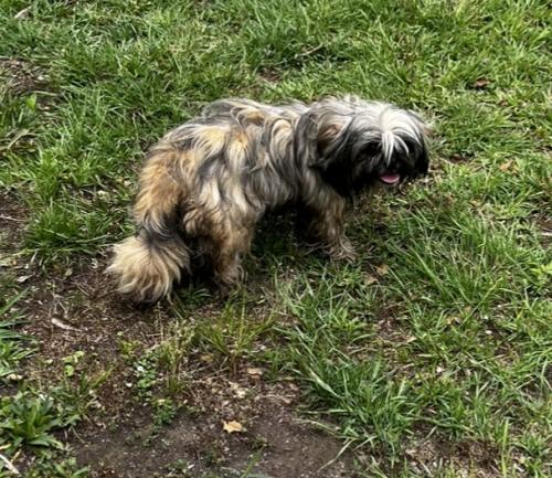 Found/Stray Male Dog last seen Batesburg Leesville, Batesburg-Leesville, SC 29006