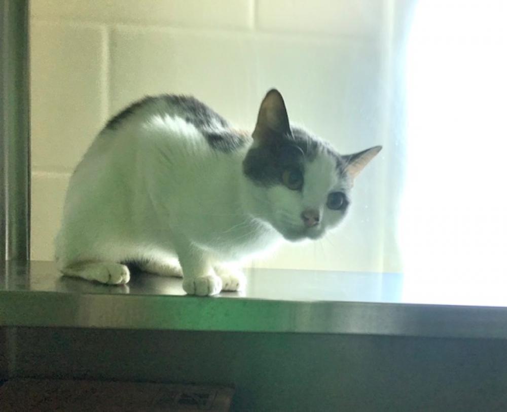 Shelter Stray Female Cat last seen JAMAICA PLAIN, Boston, MA 02130